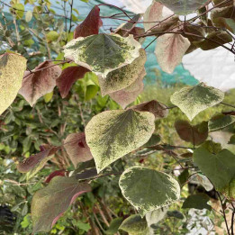 Cercis Carolina Sweetheart