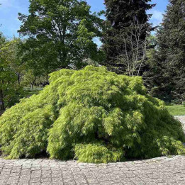 Acer palmatum Dissectum
