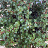 Ceanothus Emily Brown