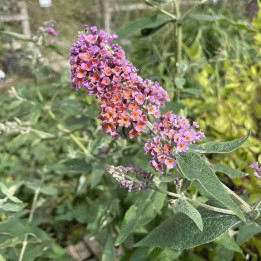 Buddleia dividii Flower Power