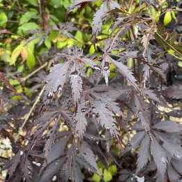 Acer palmatum Black Lace