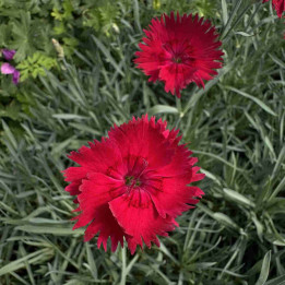 Dianthus Emmen