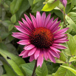Fleurs rose magenta de l'Echinacea purpurea Fatal Attraction avec leurs cônes orange bronze