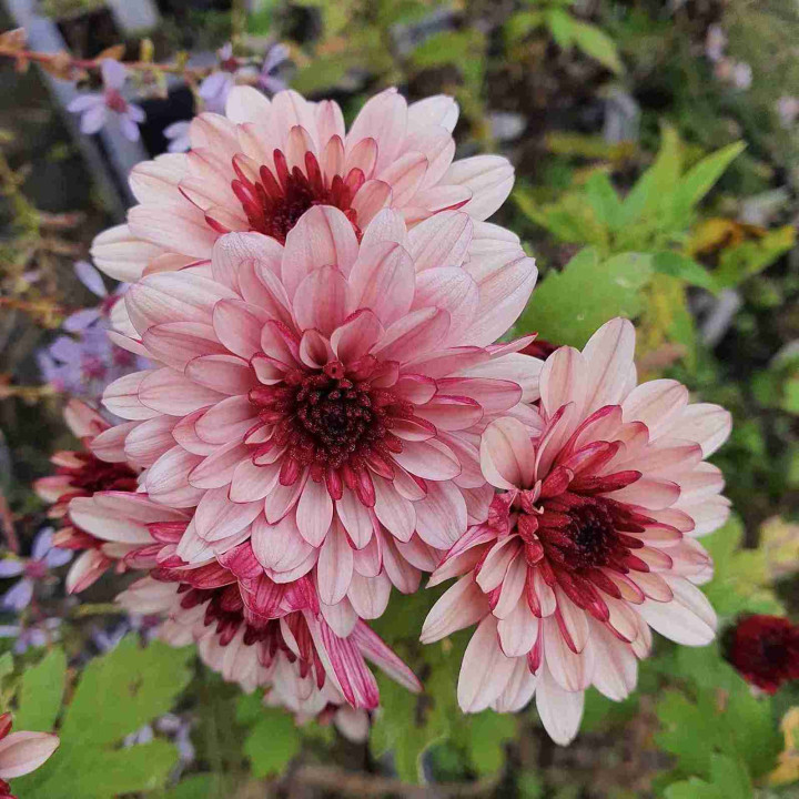 Chrysanthemum Lagoa Rose