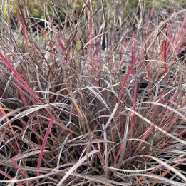Schizachyrium scoparium Colorado