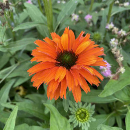 Echinacea Sunseekers Mineola