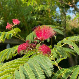 Albizia julibrissin Evey's Pride
