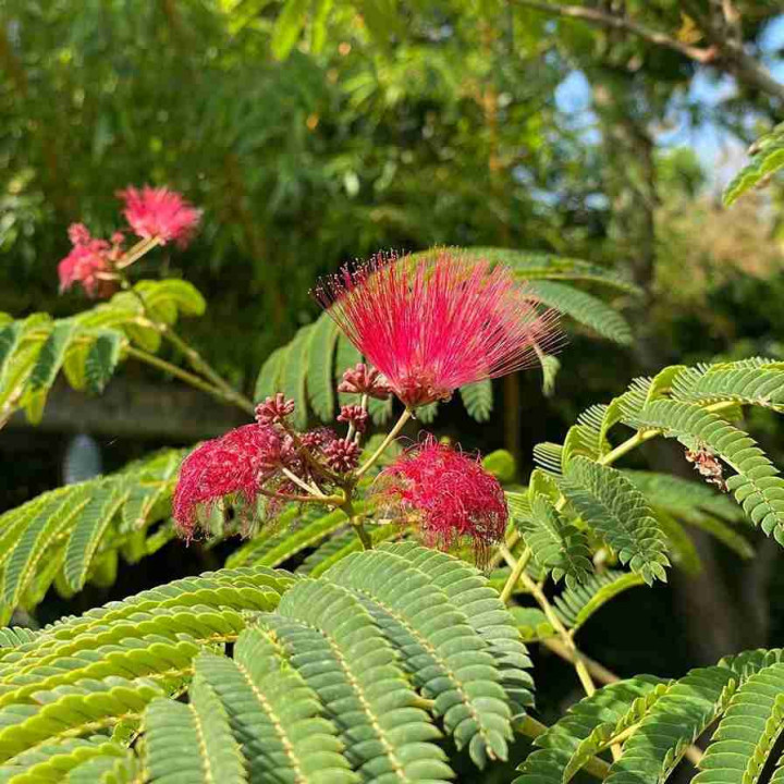 Albizia julibrissin Evey's Pride