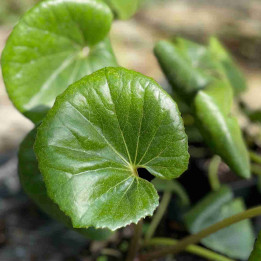 Farfugium japonicum giganteum