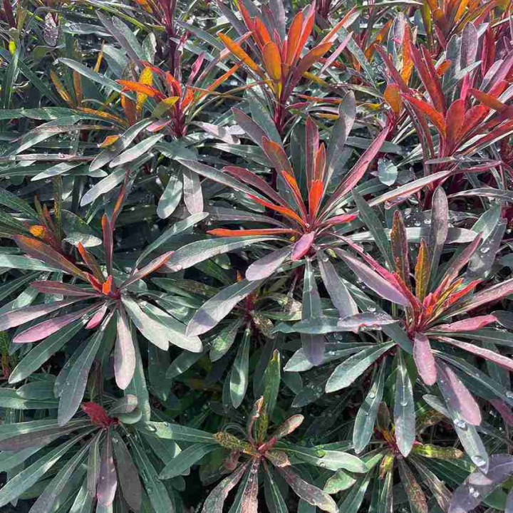 Euphorbia Miners Merlot