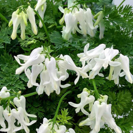 Dicentra Amore Titanium