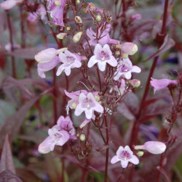 Penstemon digitalis Pocahontas | Plante vivace