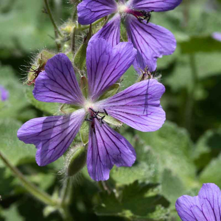 Geranium Philippe Vapelle | Géranium vivace