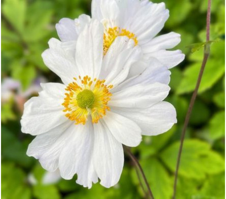 Anemone du japon