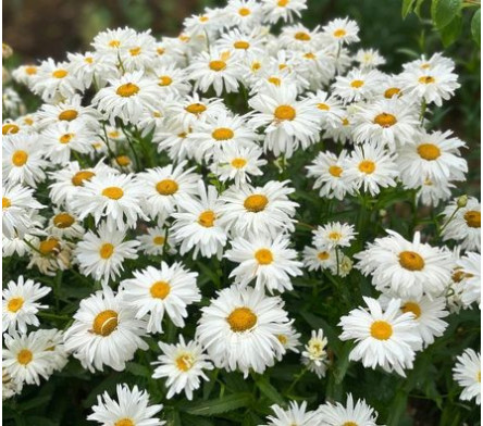 Marguerite