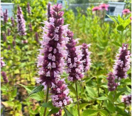 Agastache