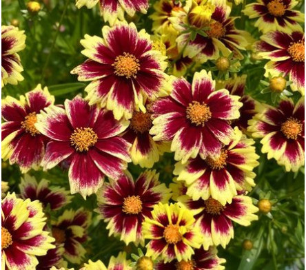 Coreopsis