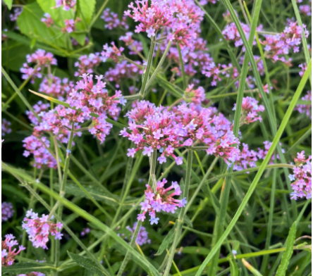 Verveine