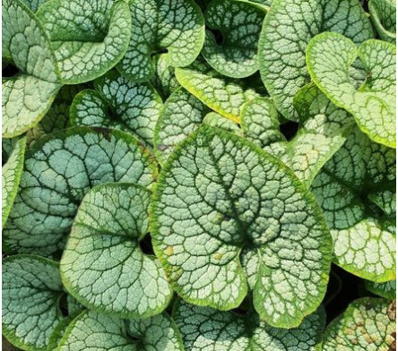 Brunnera macrophylla