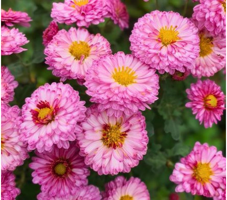 Chrysanthemum
