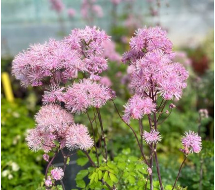 Thalictrum
