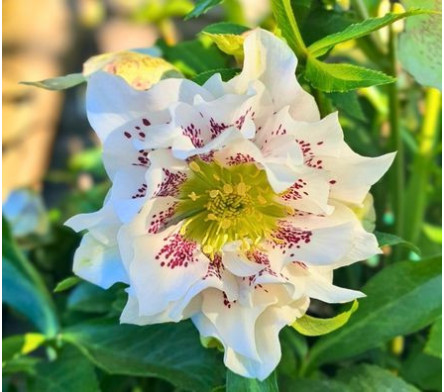 Hellebore