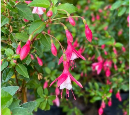 Fuchsia vivace