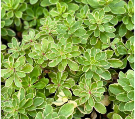 Plantes couvre sol persistant