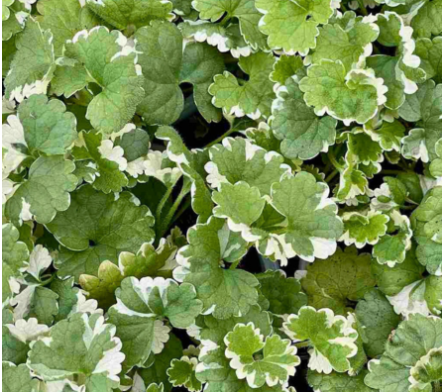 Plantes couvre sol à l'ombre