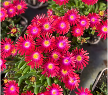 Plante couvre sol terrain sec