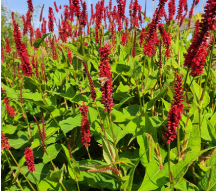 Plante couvre sol terrain argileux