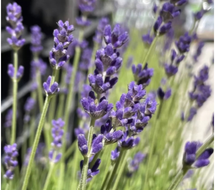 Plantes vivaces parfumées