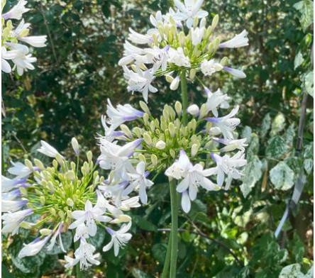 Agapanthe