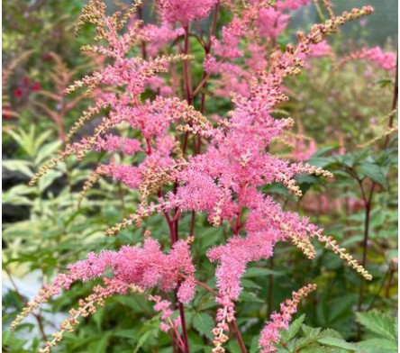 Astilbe