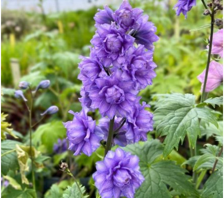Delphinium Pied d'alouette