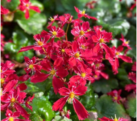 Saxifrage