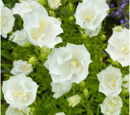 Campanule