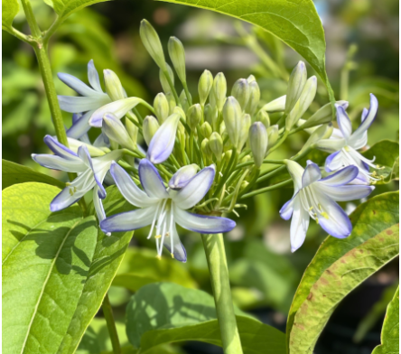 Plantes vivaces méditerranéennes