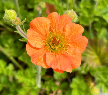 Plantes vivaces pour bordures