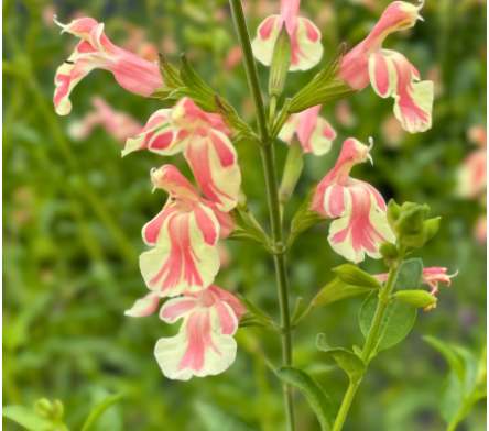 Plantes vivaces pour pots et bacs