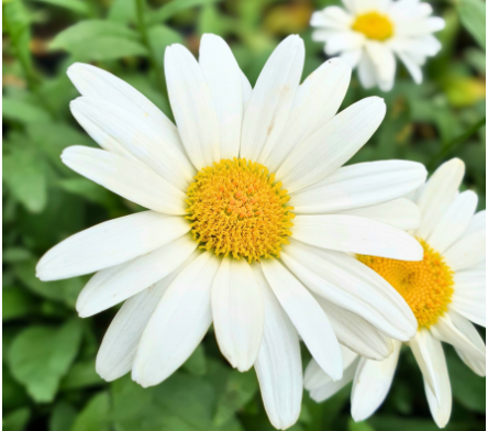 Plantes vivaces pour bouquets