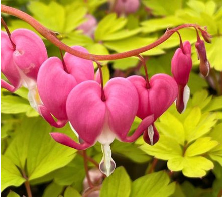 Coeur de marie