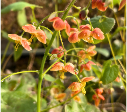 Plantes vivaces d'ombre sèche