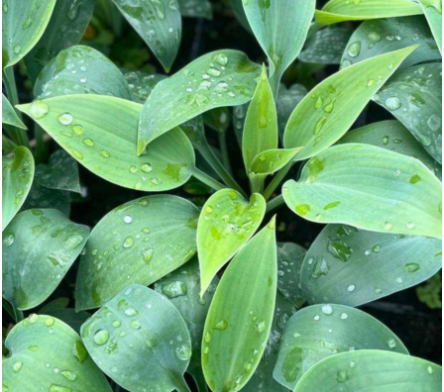 Plantes vivaces d'ombre fraiche