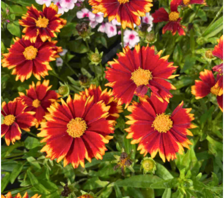 Plantes vivaces de soleil