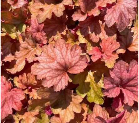 Heuchera