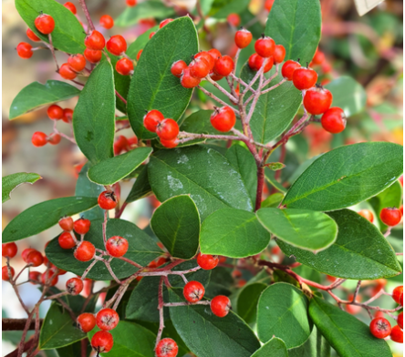 Cotoneaster