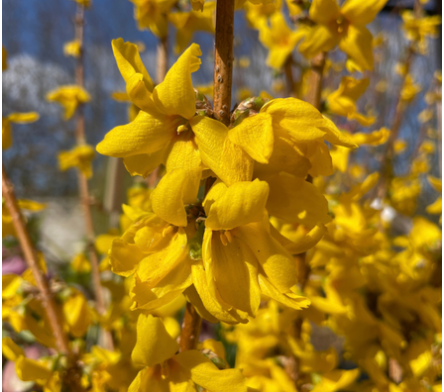 Forsythia