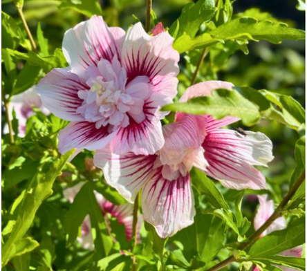 Hibiscus