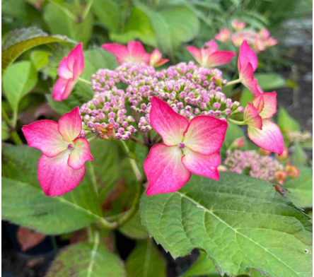 Hortensia